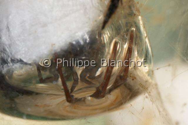 Cybaeidae_9863.JPG - France, Morbihan (56), Araneae, Argyronetidae (Cybaeidae), Argyronète (Argyroneta aquatica), femelle, 12 mm, protégeant son cocon formé dans une bulle d'air, Diving bell spider or Water spider